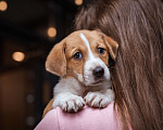 Собаки в Москве: Щенок-девочка, рыжая красотка в дар Девочка, 1 руб. - фото 1