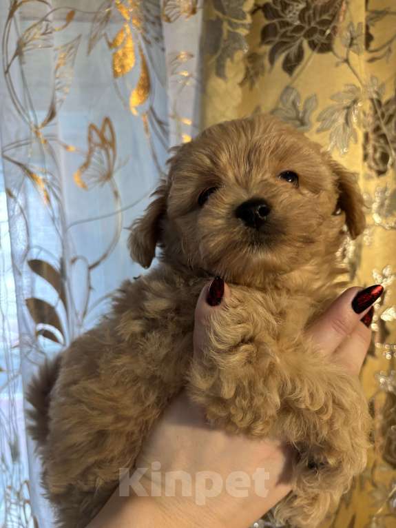 Собаки в Брянске: Девочка Королева Девочка, 150 000 руб. - фото 3