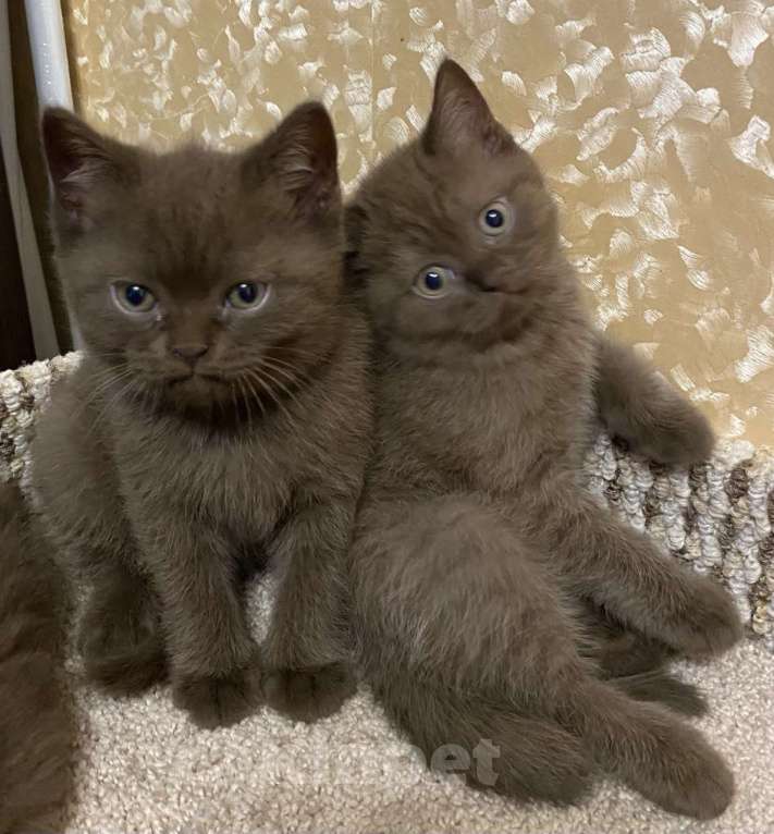 Кошки в Новороссийске: Британские котята   Мальчик, 35 000 руб. - фото 3