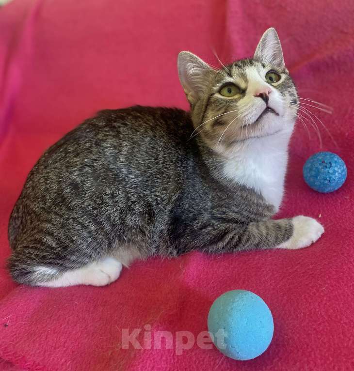 Кошки в Москве: Котенок в добрые руки Мальчик, Бесплатно - фото 2