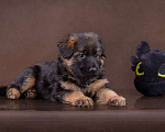 Собаки в Томске: Продажа щенков  Мальчик, 40 000 руб. - фото 1