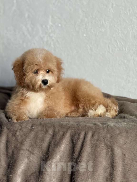 Собаки в Новосибирске: Щенок мальтипу, девочка Девочка, 80 000 руб. - фото 2