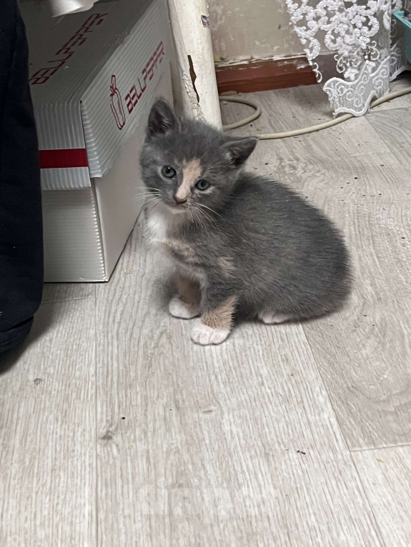 Кошки в Карабаново: Котенок ищет себе дом Девочка, Бесплатно - фото 1