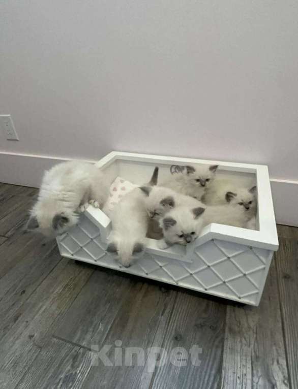 Кошки в Казани: Рэгдолл Малышки Девочка, 65 000 руб. - фото 1