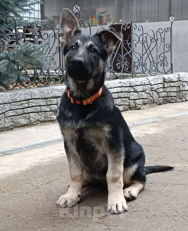 Собаки в Екатеринбурге: Продаются щенки восточноевропейской овчарки Девочка, 30 000 руб. - фото 3
