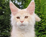 Кошки в Санкт-Петербурге: Котёнок мейн-кун Мальчик, Бесплатно - фото 2