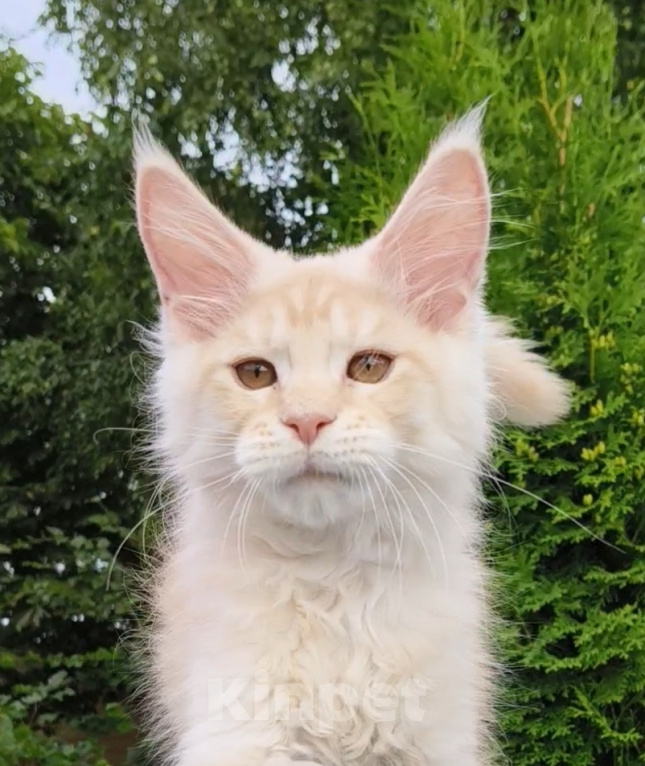 Кошки в Санкт-Петербурге: Котёнок мейн-кун Мальчик, Бесплатно - фото 2