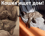 Кошки в Москве: Отдам в добрые руки Девочка, Бесплатно - фото 1