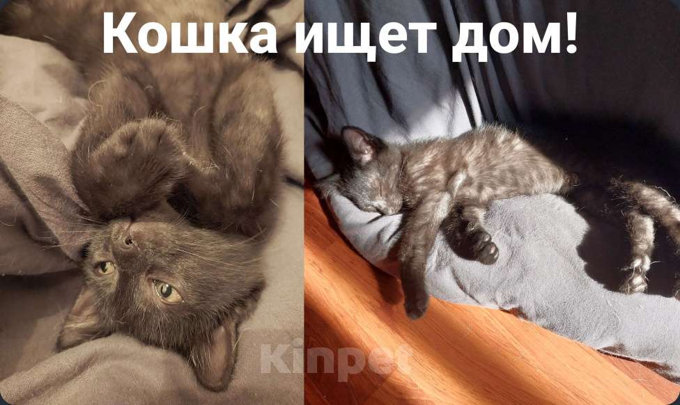 Кошки в Москве: Отдам в добрые руки Девочка, Бесплатно - фото 1