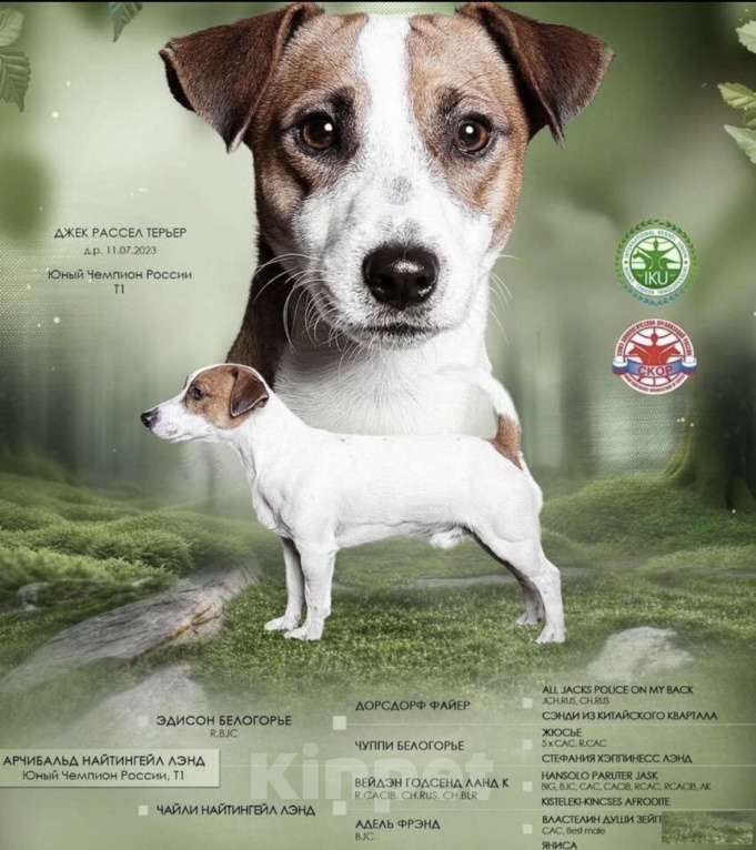Собаки в Москве: Вязка с титулованным кобелем джек-рассел-терьер Мальчик, 35 000 руб. - фото 1