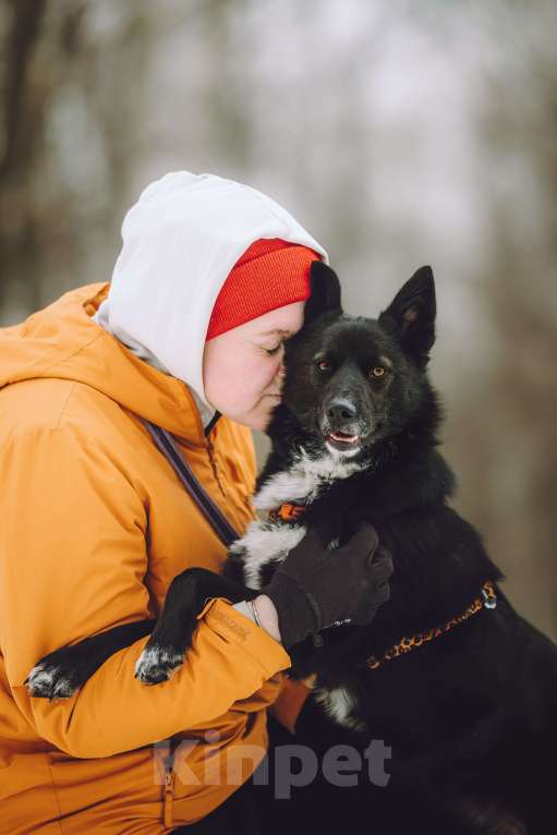 Собаки в Москве: Небольшая собачка в добрые руки Девочка, Бесплатно - фото 2