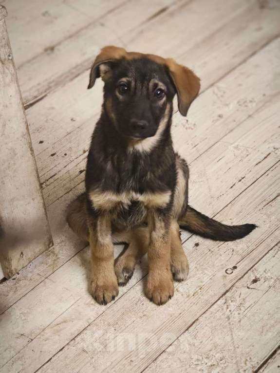 Собаки в Красногорске: Трогательная Сонечка 3 месяца ищет дом  Девочка, Бесплатно - фото 3