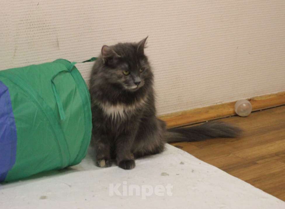 Кошки в Москве: Шалунья Гретта Девочка, Бесплатно - фото 2