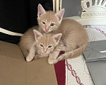 Кошки в Каспийске: Котята в добрые руки Девочка, Бесплатно - фото 2