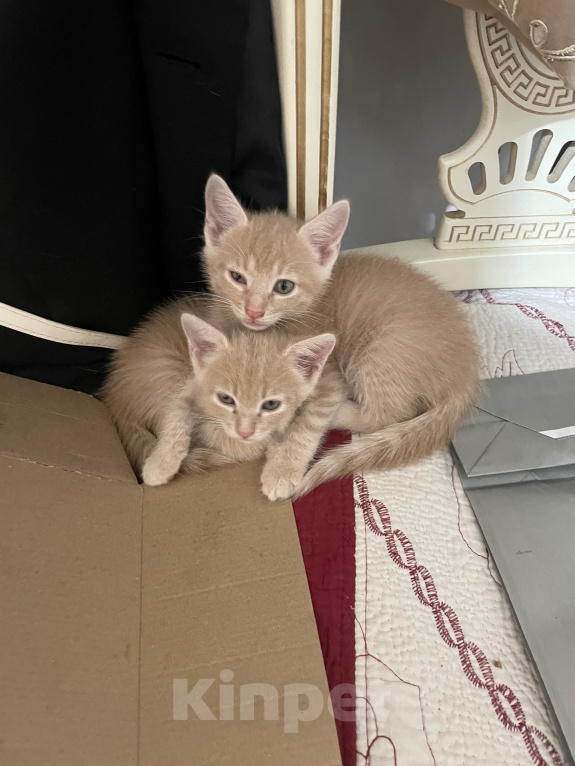 Кошки в Каспийске: Котята в добрые руки Девочка, Бесплатно - фото 2