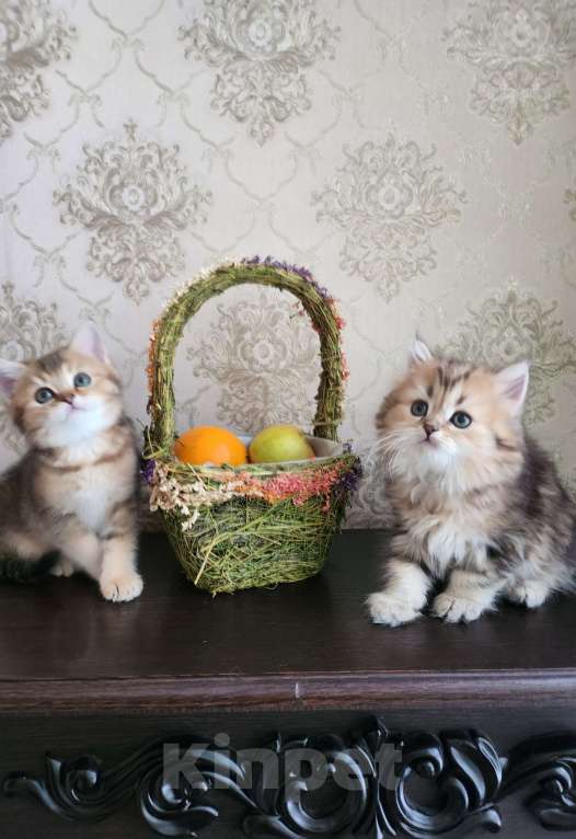 Кошки в Москве: Шотландские  котята  Мальчик, 30 000 руб. - фото 4