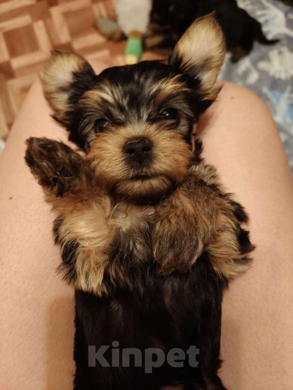 Собаки в Клине: Щенки йориков Мальчик, 20 000 руб. - фото 4