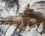 Кошки в Липецке: Отдам в добрые руки ❤️ Девочка, Бесплатно - фото 1