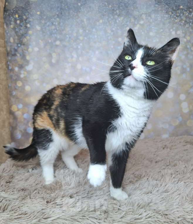 Кошки в Москве: Амалия будет на выставке-пристройстве в Москве Девочка, Бесплатно - фото 4