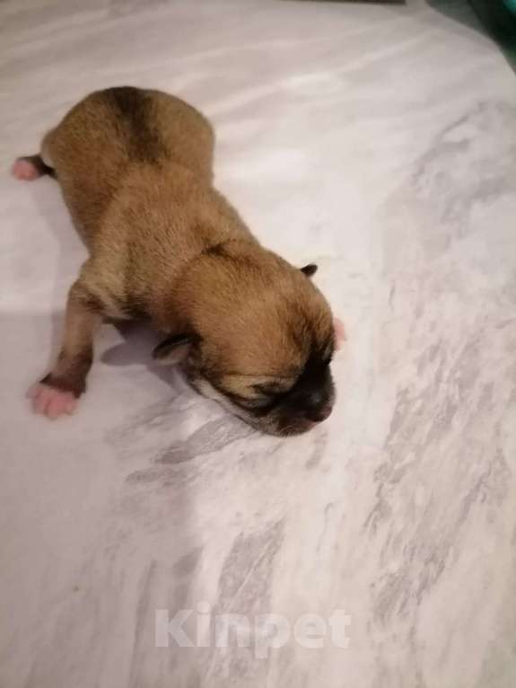 Собаки в Рязани: Щенок чихуахуа чистокровный Мальчик, 15 000 руб. - фото 2