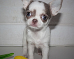 Собаки в других городах Ленинградской области: Предлагается щенок чихуахуа! Девочка, 45 000 руб. - фото 4