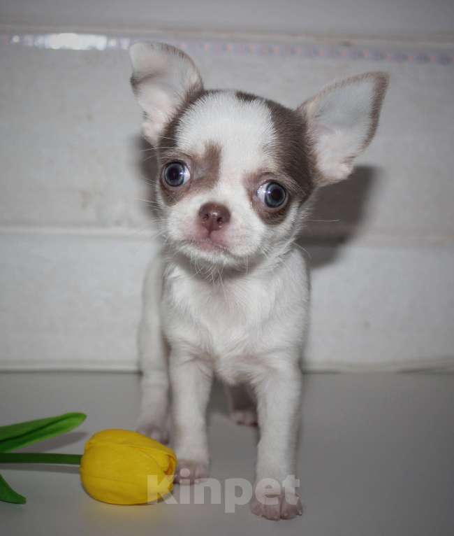 Собаки в других городах Ленинградской области: Предлагается щенок чихуахуа! Девочка, 45 000 руб. - фото 4