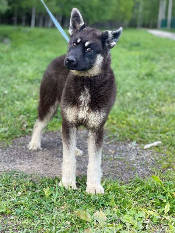 Собаки в Москве: Щенок-подросток в добрые руки Девочка, Бесплатно - фото 3
