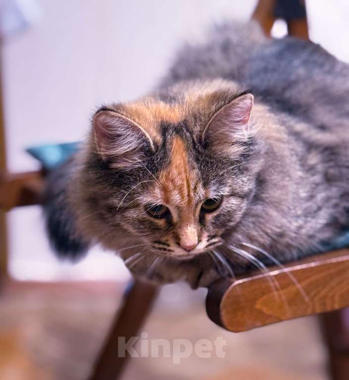 Кошки в Москве: Оливка  Девочка, Бесплатно - фото 3