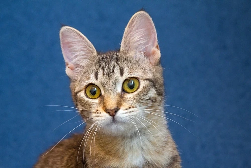 Котенок девочка в добрые руки