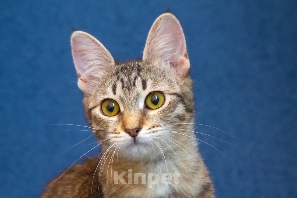 Кошки в Москве: Котенок девочка в добрые руки Девочка, 10 руб. - фото 1