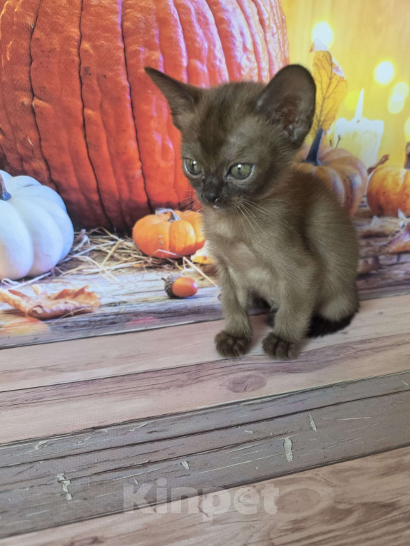 Кошки в других городах Ленинградской области: Бурманская девочка Мальчик, 45 000 руб. - фото 1