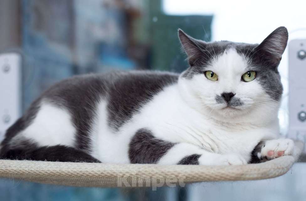 Кошки в Москве: Ласковая и спокойная кошечка Василиса в дар Девочка, 10 руб. - фото 3