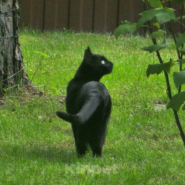 Кошки в Воронеже: Игровая кошечка в дар Девочка, Бесплатно - фото 4