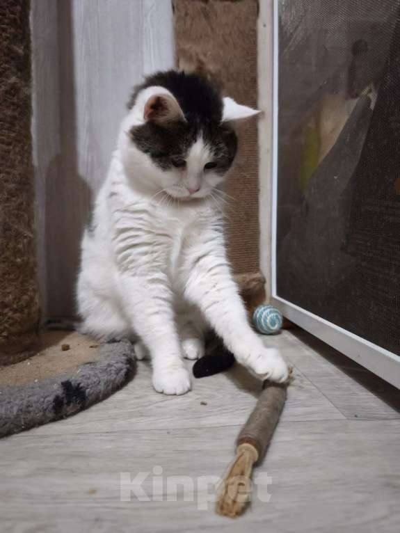 Кошки в Москве: Кошка Луша в добрые руки Девочка, Бесплатно - фото 2