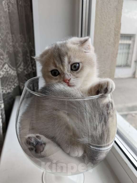 Кошки в Москве: Violet Luna Девочка, 50 000 руб. - фото 4