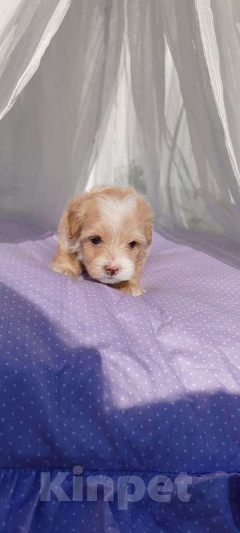 Собаки в Москве: Девочка мальтипу стандарт Девочка, 140 000 руб. - фото 3