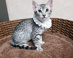 Кошки в Санкт-Петербурге: Котята редкой породы Египетская мау  Девочка, Бесплатно - фото 4