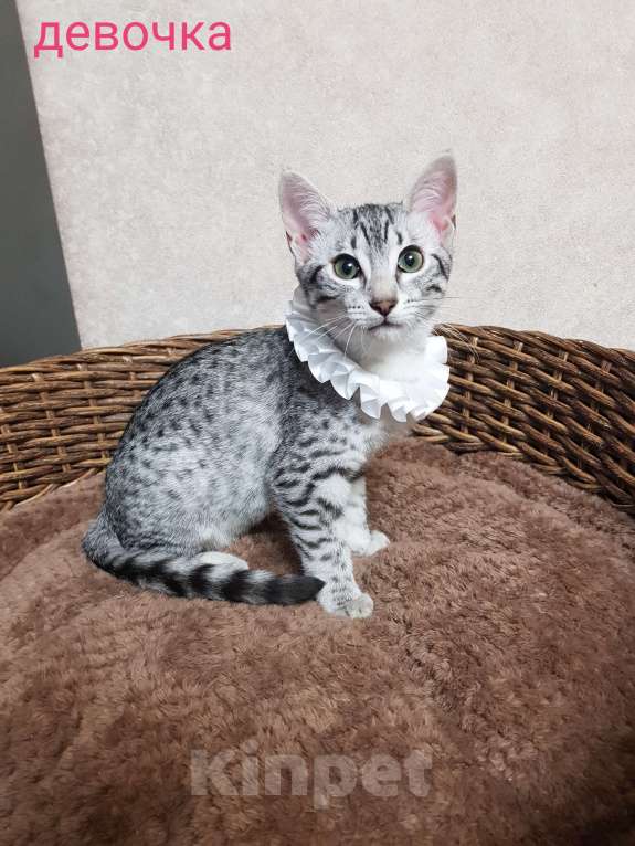 Кошки в Санкт-Петербурге: Котята редкой породы Египетская мау  Девочка, Бесплатно - фото 4
