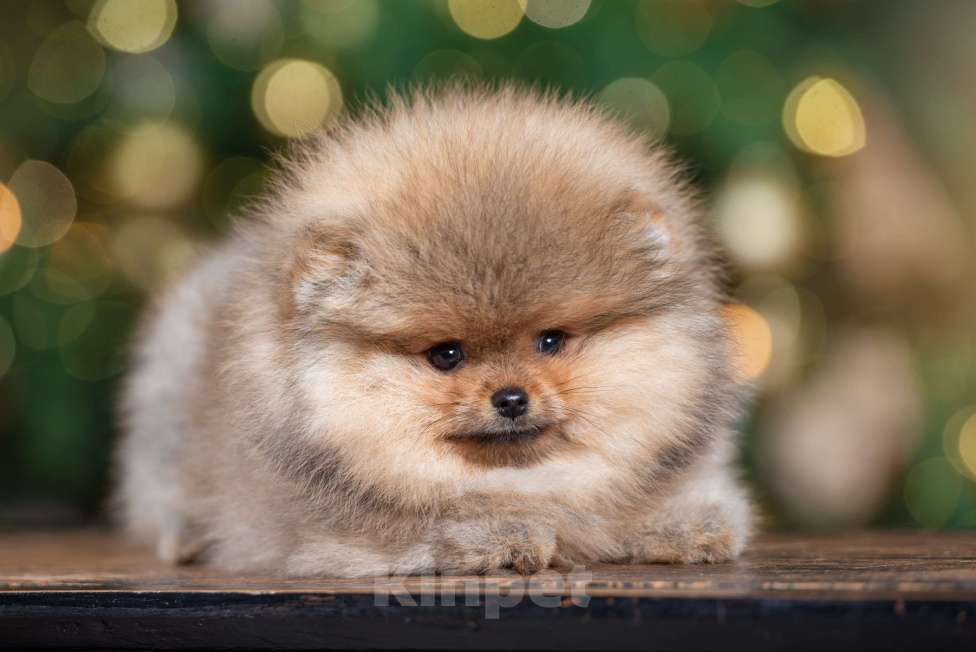 Собаки в Москве: Померанцы медвежьего типа мальчик и девочка  Девочка, Бесплатно - фото 3