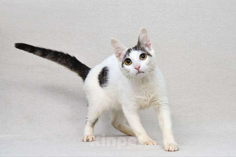 Кошки в Москве: Особенная Пенелопа ищет семью Девочка, Бесплатно - фото 4