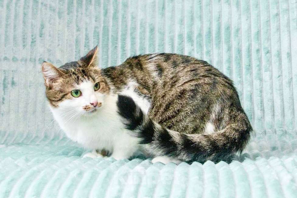 Кошки в Москве: Кошка Мурыся - любовь с первого Мур-мур. В добрые руки Девочка, Бесплатно - фото 7