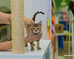 Кошки в Симферополе: Продаются бенгальские котята, 30 000 руб. - фото 5