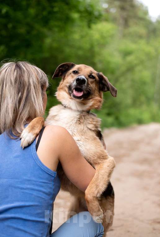 Собаки в Ногинске: Красавица Самара ищет дом Девочка, Бесплатно - фото 2