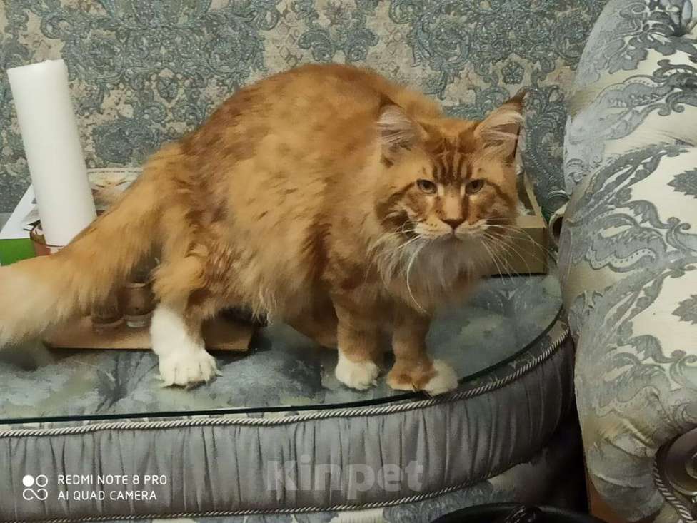 Кошки в Санкт-Петербурге: Папа для красивых детей Мальчик, 1 руб. - фото 1