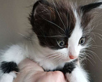 Кошки в Котельнике: Малыши в добрые руки Мальчик, Бесплатно - фото 1