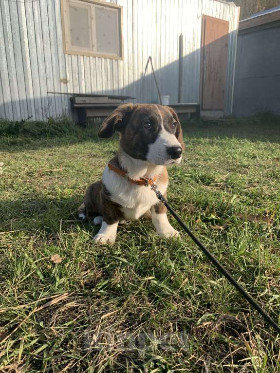 Собаки в Новосибирске: Вельш корги Мальчик, 30 000 руб. - фото 3