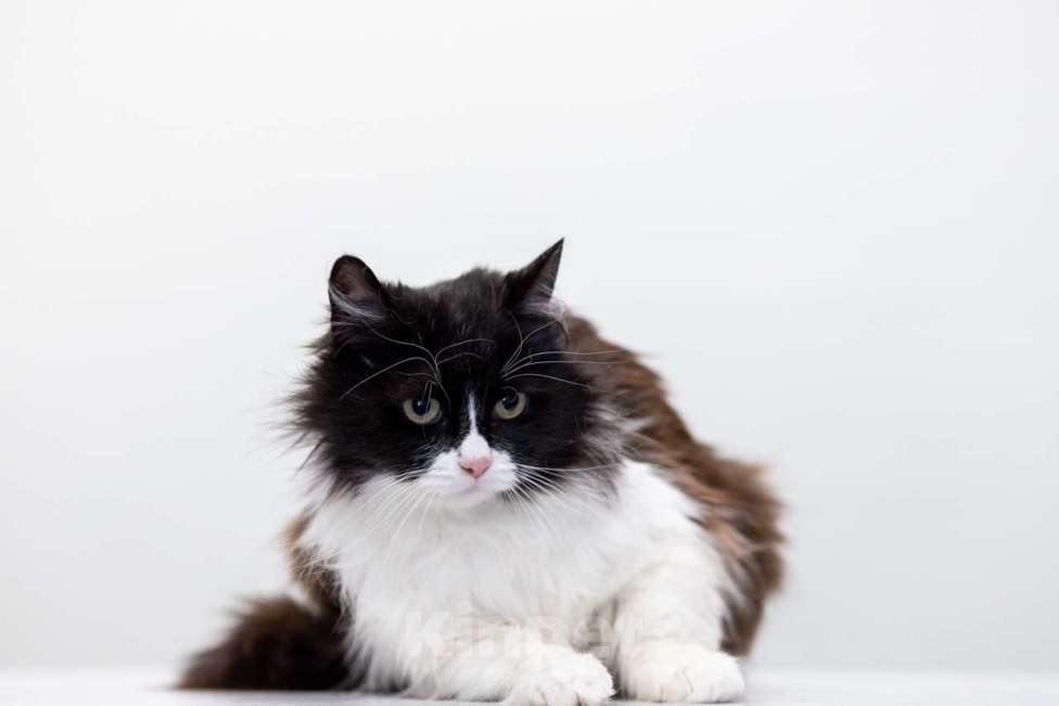 Кошки в Москве: Маруся Девочка, Бесплатно - фото 2