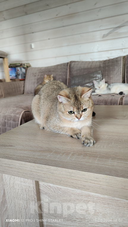 Кошки в Москве: Котик- красавчик Мальчик, Бесплатно - фото 3