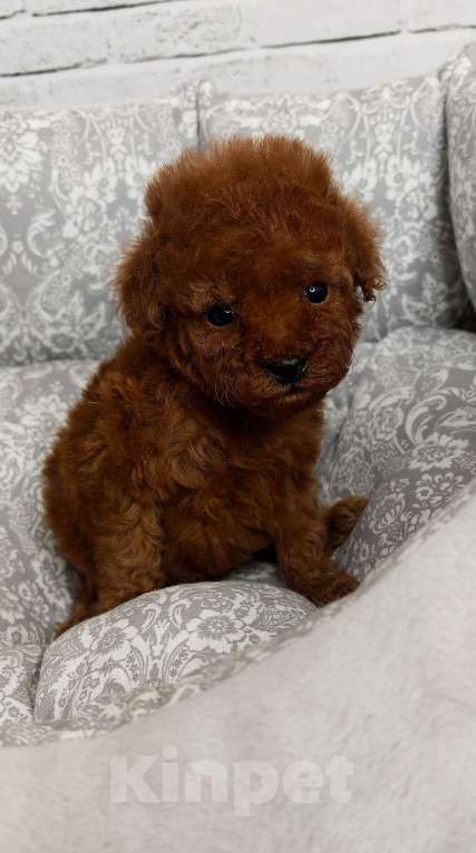 Собаки в Москве: Очень маленький мальчик той пудель Мальчик, 120 000 руб. - фото 3