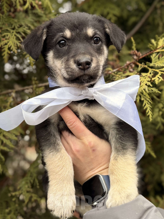 Собаки в Москве: Красивые щенки девочки в дар! Дайте шанс не замерзнуть! Девочка, Бесплатно - фото 3